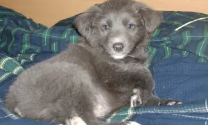 Ein süßer, grauer Australian Shepherd Welpe liegt auf einer karierten Decke.