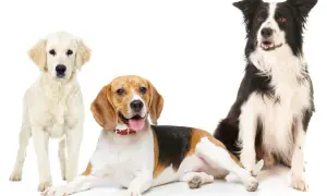 Drei Hunde: ein heller Retriever, ein Beagle und ein Border Collie, eine australian shepherd ähnliche Rasse.