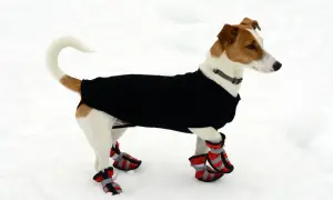 Jack Russell Terrier im schwarzen Pullover und roten Hundeschuhen im Schnee. Der Hund friert und schaut nach rechts.