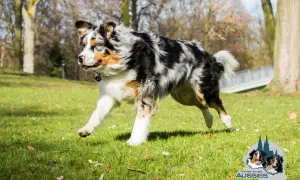 Ein Australian Shepherd mit ausgeprägtem Jagdtrieb rennt über eine grüne Wiese.