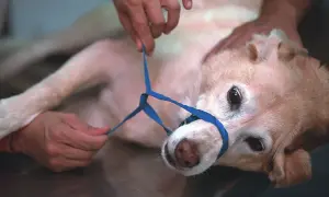 Ein Hund mit einem blauen Halfter, der von Händen gehalten wird. Der Hund sieht besorgt aus, als ob er einen Stich erwartet.