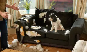 Ein Hund hat das Sofa zerlegt. Der Besitzer schaut fassungslos zu. Vielleicht braucht der Hund mehr Beschäftigung, um den **Hund auslasten zuhause** zu können.