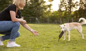 Frau kniet auf einer Wiese und streckt die Hand aus. Ein heller Hund mit einem Spielzeug im Maul steht bereit für das nächste Spiel.
