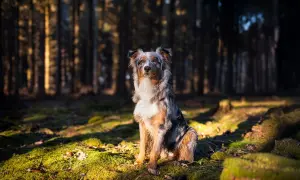 Ein prächtiger Australian Shepherd Showlinie sitzt im Sonnenlicht eines Waldes.