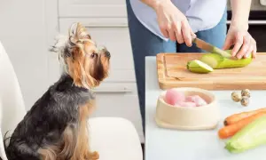 Yorkshire Terrier schaut gespannt zu, wie seine Besitzerin Zucchini schneidet. Gesunde Zutaten für aufbaufutter hund selber machen.