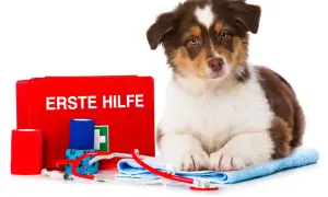 Süßer Australian Shepherd Welpe neben einer Erste-Hilfe-Box. Bei einer australian shepherd allergie ist schnelles Handeln wichtig.