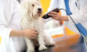 Tierpfleger schneidet einem weißen Hund die Haare mit einer Schermaschine.