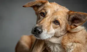 Ein brauner Hund mit aufmerksamen Augen, der sich im Dunkeln kratzt.