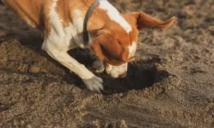 Ein braun-weißer Junghund gräbt eifrig im Sand. Perfekt, um einen Junghund auszulasten und seine natürlichen Instinkte zu fördern.