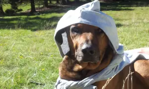 Ein brauner Hund mit Kapuze im Gras, die Sonne scheint.