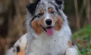 Ein Australian Shepherd mit seinem charakteristischen Fellmuster, der an seine Herkunft erinnert.