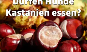 Hunde und Kastanien: Eine Frage der Sicherheit. Glänzende Kastanien im Vordergrund, im Hintergrund verschwommen.