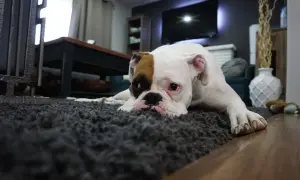 Ein Boxer-Welpe liegt traurig auf einem Teppich. Er sieht aus, als ob er oft hintereinander pinkelt und sich schämt.