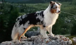 Ein wunderschöner Australian Shepherd Red Bi steht auf Felsen in den Bergen. Sein Fell ist ein Mix aus Weiß, Schwarz und Rotbraun.