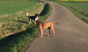 Zwei Hunde auf einem Feldweg. Der braune Hund trägt ein Geschirr, der schwarz-weiße Hund steht daneben. Hoffentlich hat sich keiner eine geprellte Rute beim Hund zugezogen.