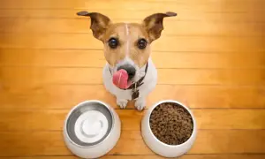 Ein süßer Hund leckt sich die Lippen vor zwei Näpfen. Einer ist leer, der andere gefüllt. Perfekt für die Darmsanierung Hund!