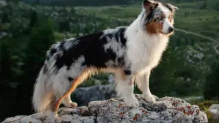 Ein wunderschöner Australian Shepherd Blue Merle steht auf einem Felsen in den Bergen.