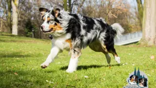 Ein Australian Shepherd mit ausgeprägtem Jagdtrieb rennt über eine grüne Wiese.