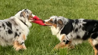Zwei Australian Shepherds ziehen an einem roten Spielzeug.