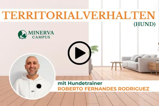 Territorialverhalten Hund" mit Hundetrainer Roberto Fernandes Rodriguez. Ein Mann lächelt, ein Play-Button und das Logo von Minerva Campus.