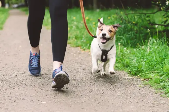 Ein fröhlicher Hund rennt beim Joggen mit seinem Herrchen über einen Feldweg.