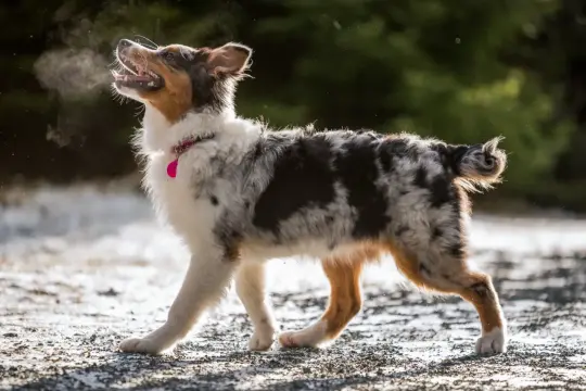 Ein Dackel-Australian-Shepherd-Mix mit auffälliger Fellzeichnung und einem rosa Halsband atmet kalte Luft ein, die als Dampf sichtbar wird.