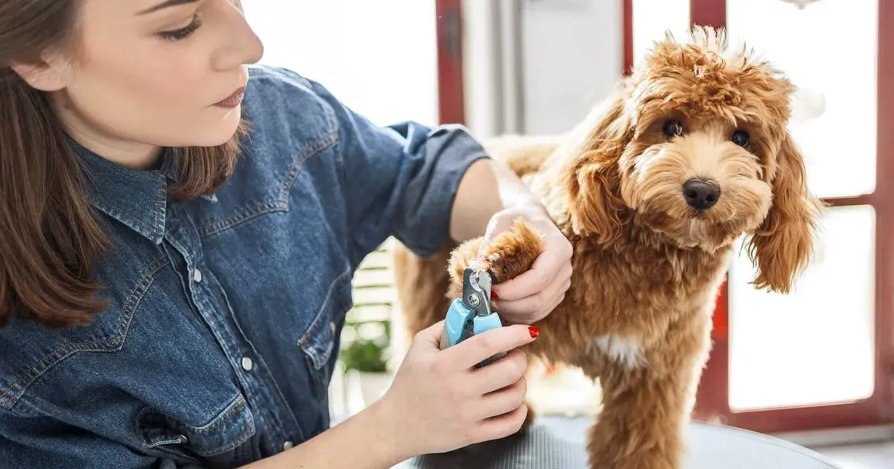 Frau schneidet einem braunen Hund die Krallen. Der Hund schaut neugierig.