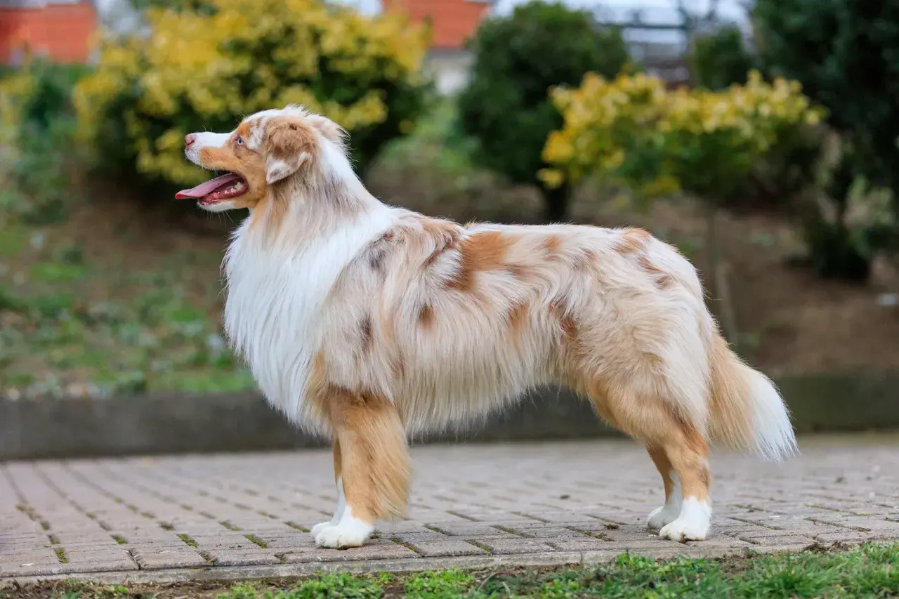 Ein wunderschöner Mini Australian Shepherd mit rotem Fell und blauen Augen steht auf einem gepflasterten Weg.