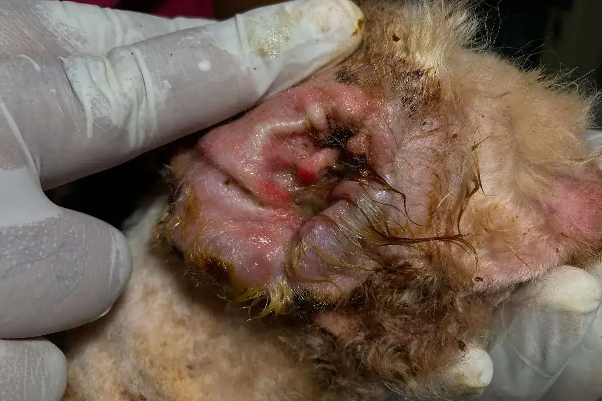 Entzündetes Hundeohr mit Rötung und Verkrustung, möglicherweise durch Milben verursacht.