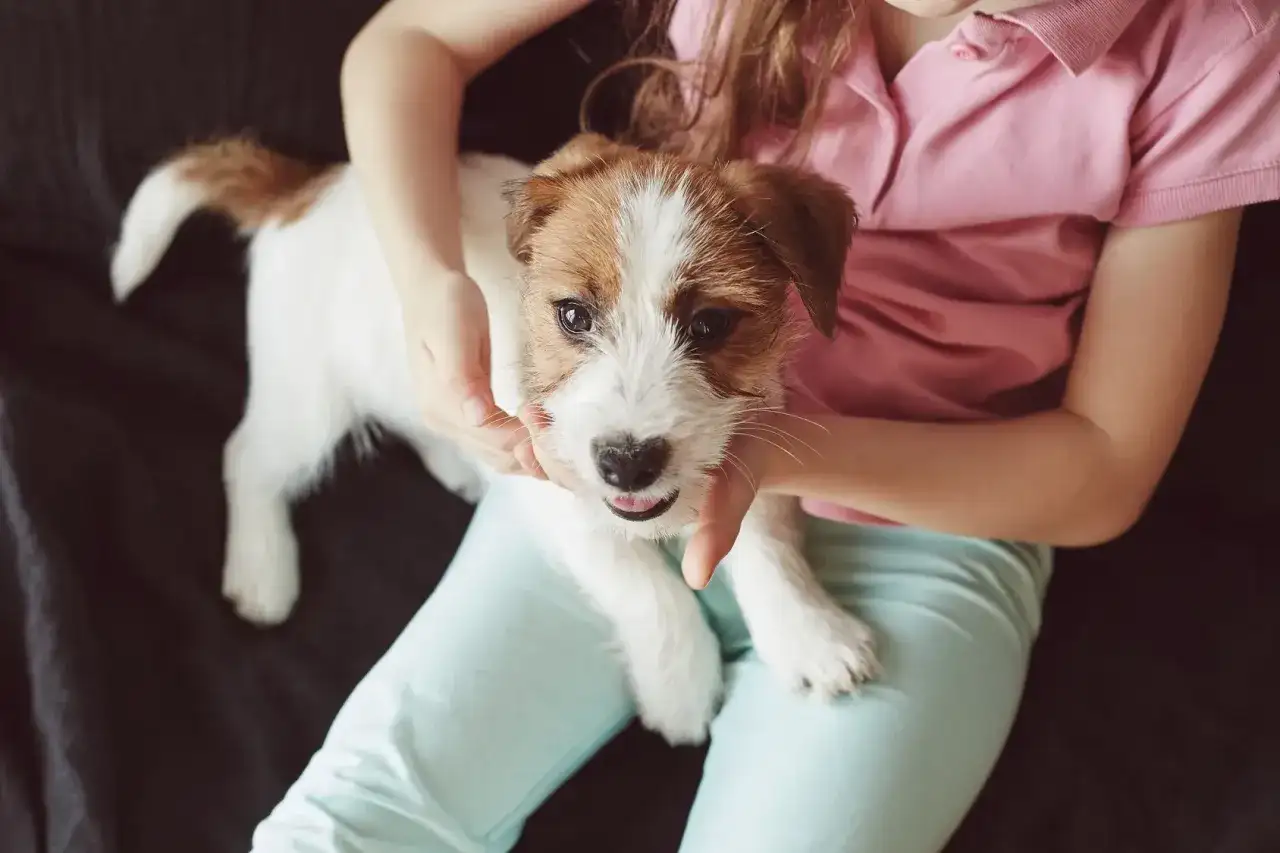 Ein Mädchen hält einen niedlichen Jack Russell Terrier Welpen. Die liebevolle Umarmung zeigt den Beginn des Welpen erziehen.