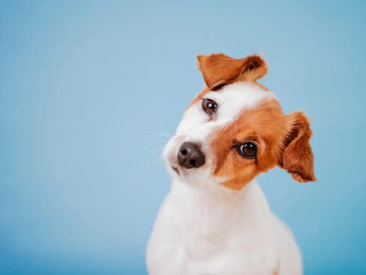 Ein neugieriger Jack Russell Terrier neigt den Kopf. Warum drehen Hunde den Kopf? Vielleicht um besser zu hören oder um uns zu verstehen.
