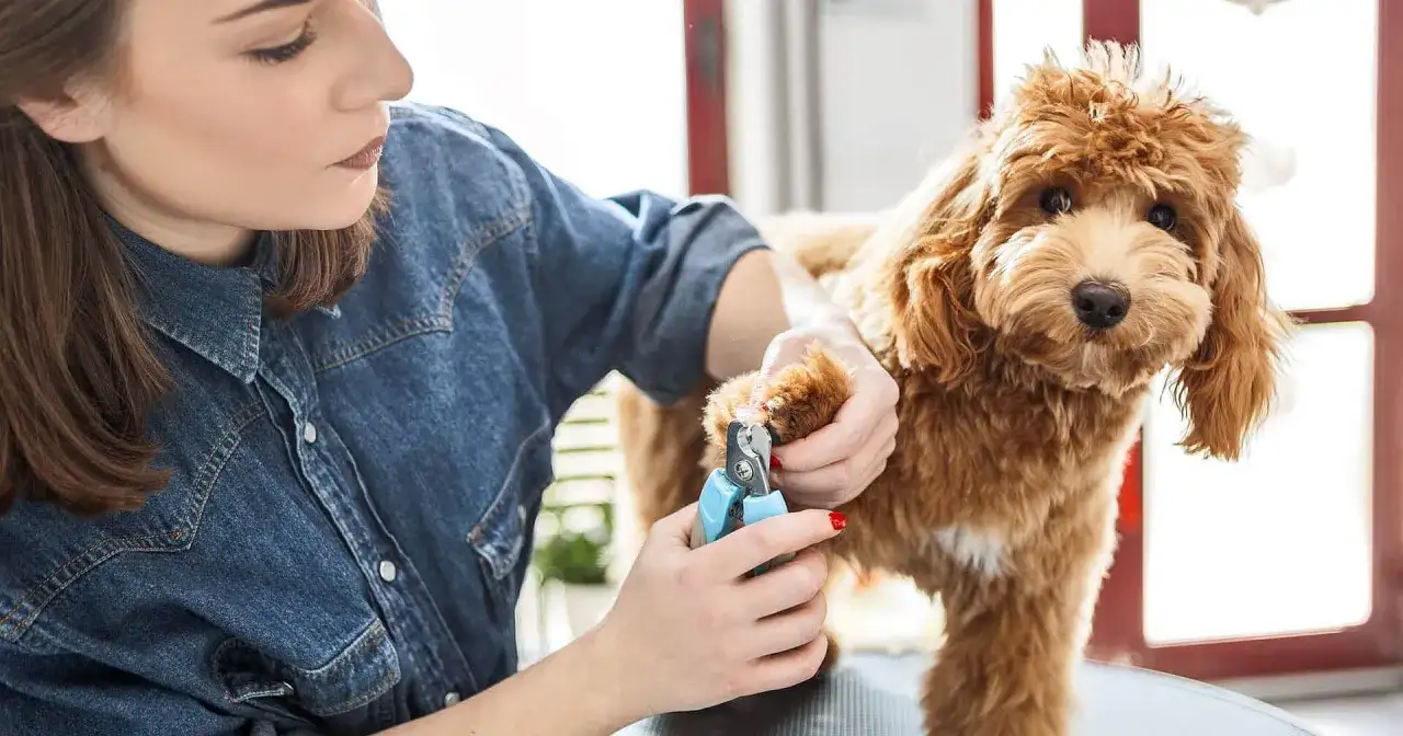 Frau schneidet einem braunen Hund die Krallen. Der Hund schaut neugierig.