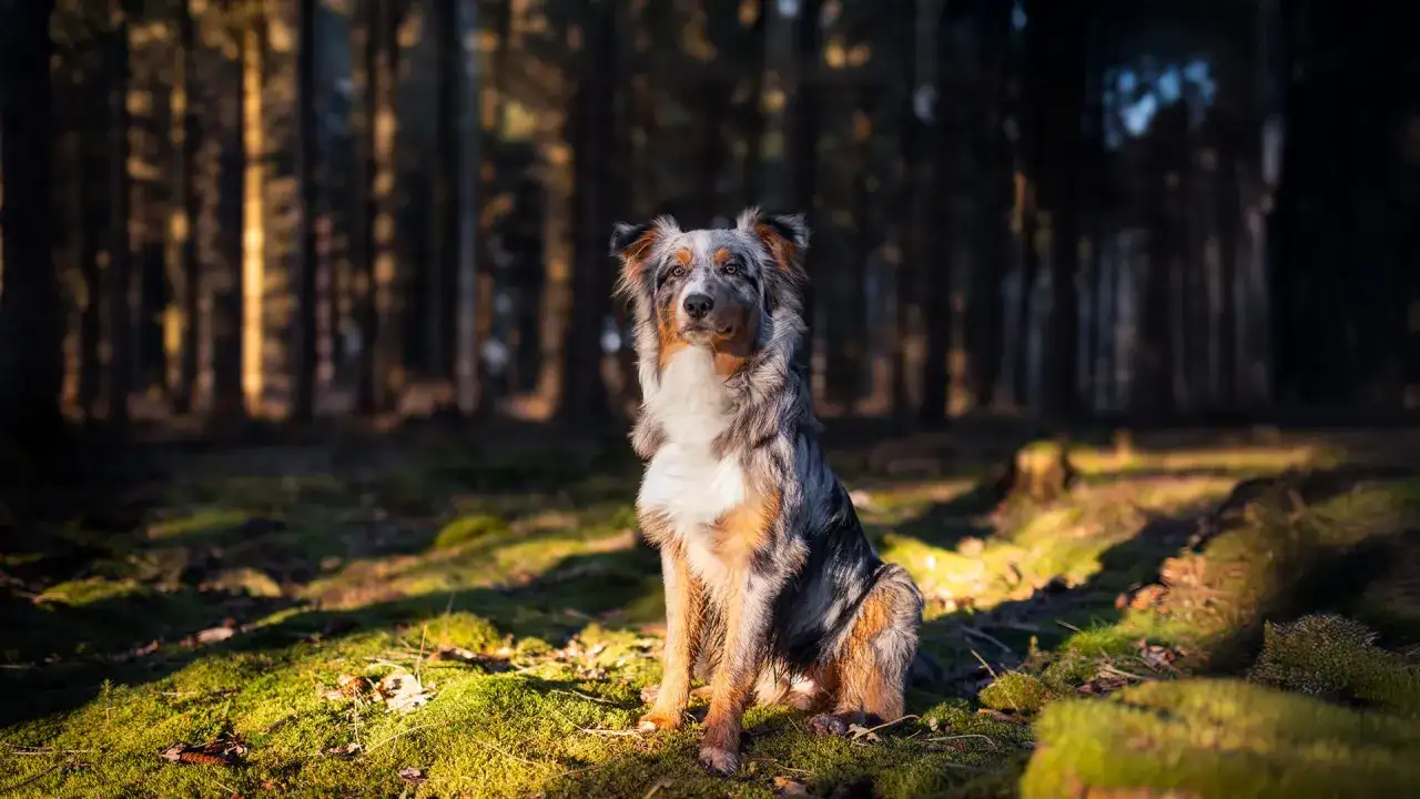 Ein prächtiger Australian Shepherd Showlinie sitzt im Sonnenlicht eines Waldes.