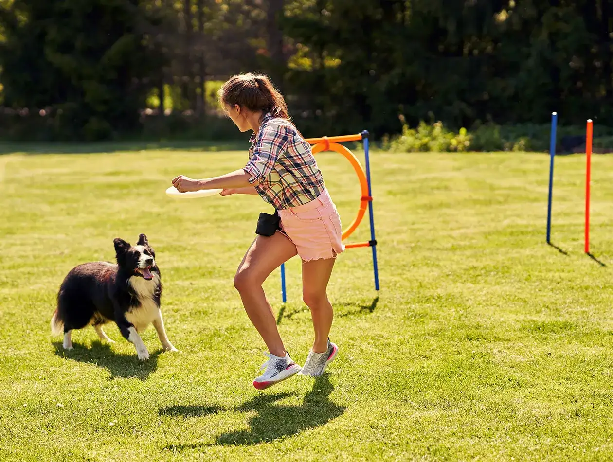 Ein Border Collie und seine Besitzerin trainieren auf einer grünen Wiese für Agility Hund. Sie wirft eine Frisbee, während der Hund gespannt wartet.