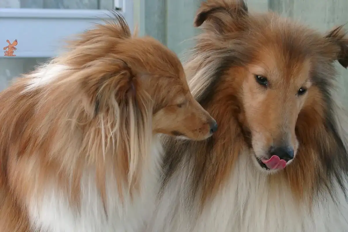 Zwei Collies, einer leckt sich die Nase. Sie scheinen sich zu fragen, warum drehen sich Hunde bevor sie sich hinlegen.