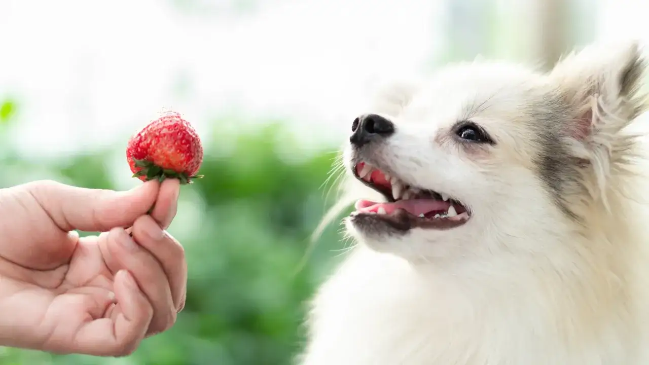 Ein süßer Hund schaut gespannt auf eine Erdbeere, die ihm von einer Hand angeboten wird.