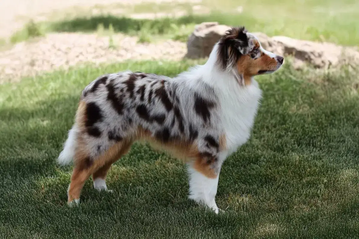 Ein wunderschöner Mini Australian Shepherd mit marmoriertem Fell steht im Gras und blickt aufmerksam zur Seite.