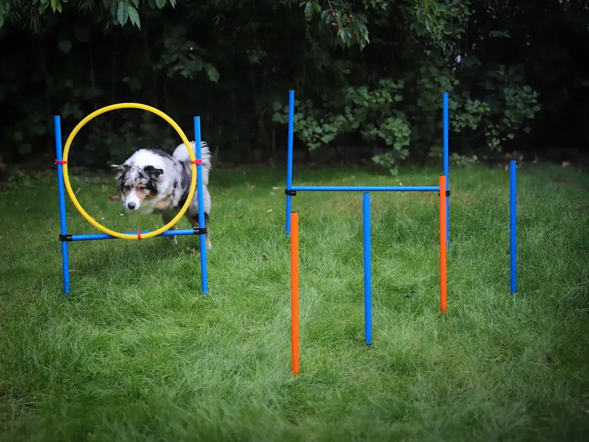 Ein Agility Hund springt durch einen Reifen. Der Hund ist ein Australian Shepherd mit blau-grauem Fell.