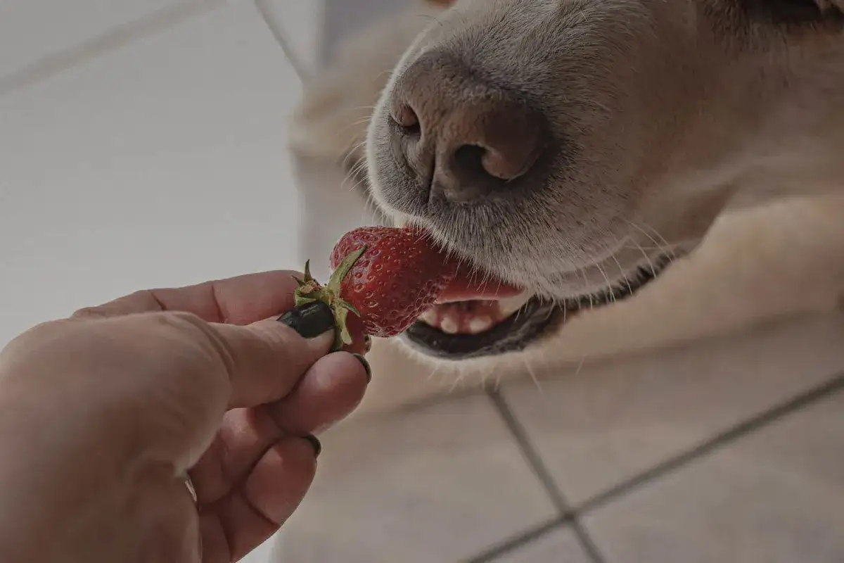 Ein Hund schleckt genüsslich eine Erdbeere, die ihm von einer Hand angeboten wird.