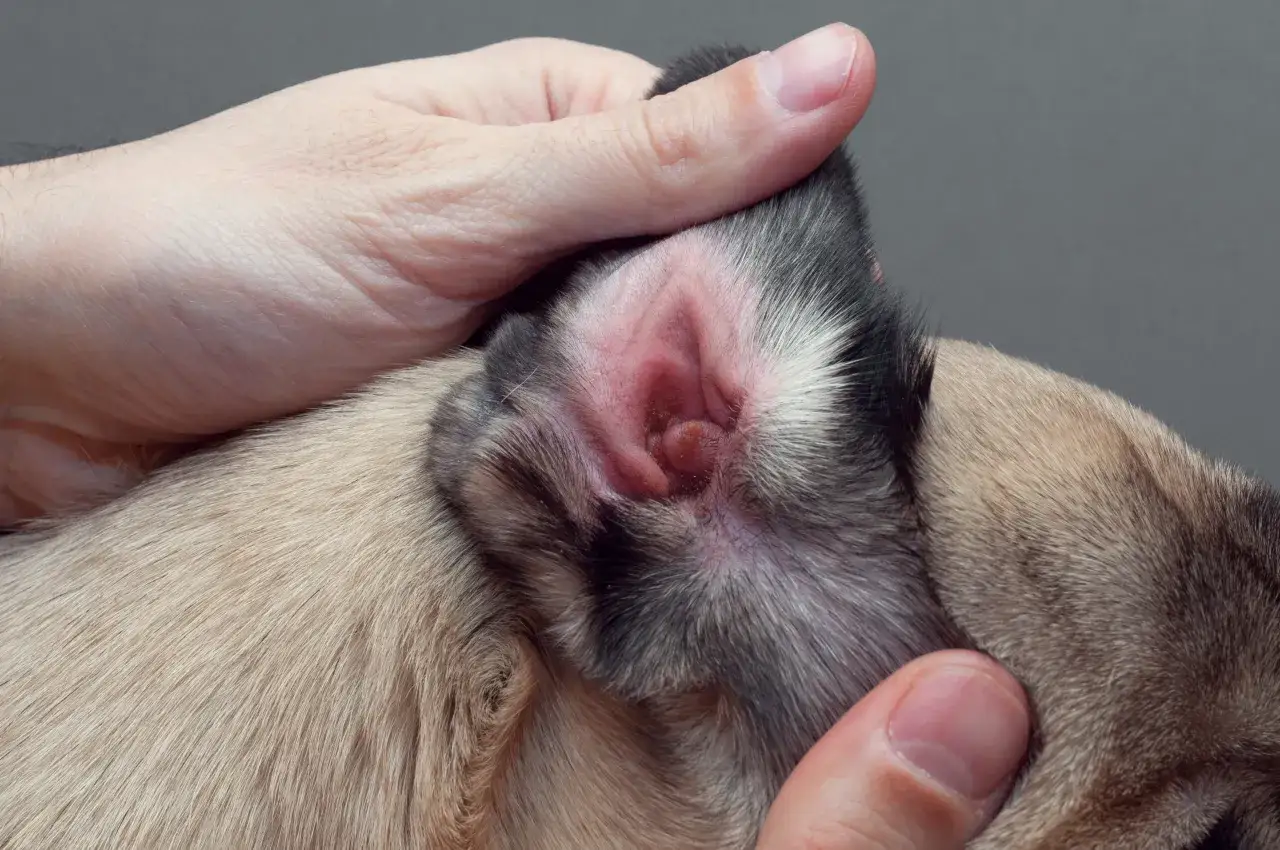 Entzündetes Ohr eines Hundes, möglicherweise durch Milben verursacht. Eine Hand untersucht den roten, gereizten Gehörgang.