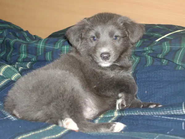 Ein süßer, grauer Australian Shepherd Welpe liegt auf einer karierten Decke.