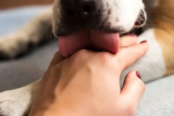 Ein süßer Hund leckt mich ab. Seine Zunge berührt sanft meine Hand.