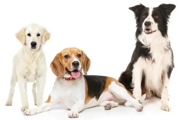 Drei Hunde: ein heller Retriever, ein Beagle und ein Border Collie, eine australian shepherd ähnliche Rasse.