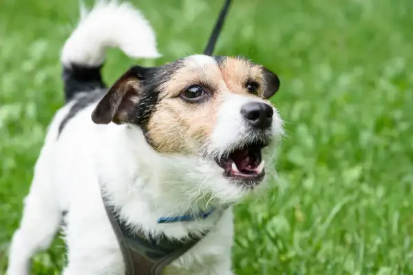 Ein kleiner, aufgeregter Hund bellt laut beim Spielen im grünen Gras.