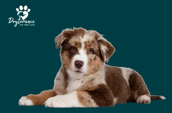 Süßer Australian Shepherd Welpe liegt entspannt. Informiere dich über australian shepherd krankheiten, um deinen Hund gesund zu halten.