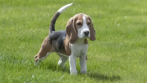 Ein Beagle-Welpe steht im Gras. Sein Schwanz ist erhoben, aber der Hund wedelt nicht mit Rute.