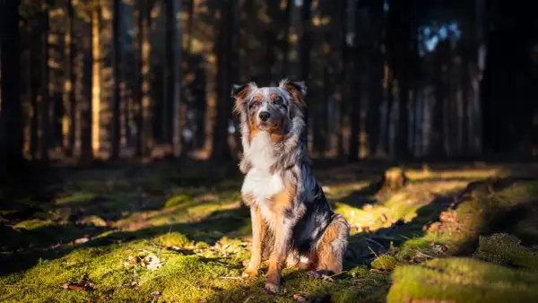 Ein prächtiger Australian Shepherd Showlinie sitzt im Sonnenlicht eines Waldes.