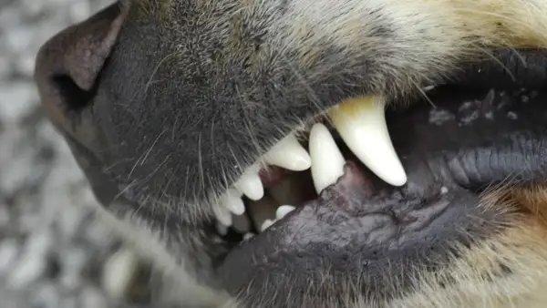 Nahaufnahme eines Hundemauls, das knurrt und seine scharfen Zähne zeigt.