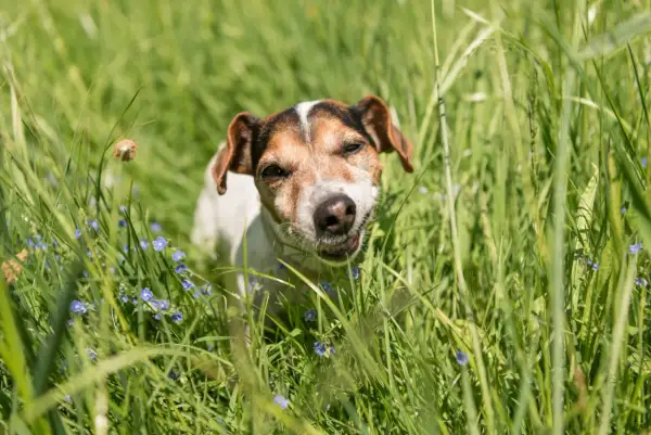 Ein kleiner Hund mit braunen Flecken im Fell steht im hohen grünen Gras und frisst genüsslich. Kleine blaue Blumen blühen um ihn herum.
