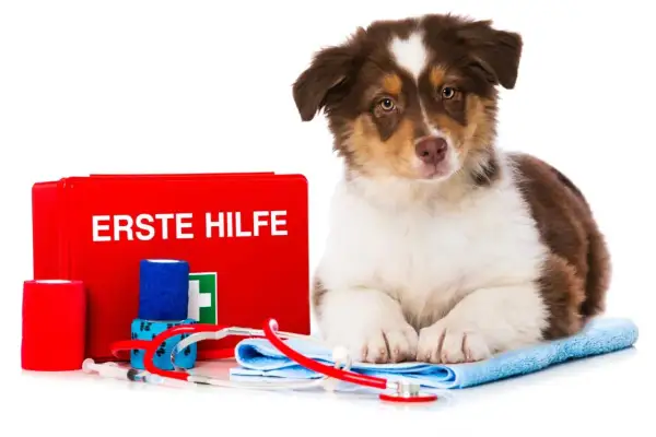 Süßer Australian Shepherd Welpe neben einer Erste-Hilfe-Box. Bei einer australian shepherd allergie ist schnelles Handeln wichtig.